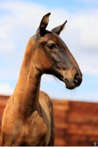 Photo cheval a vendre SILVER DE LA GESSE